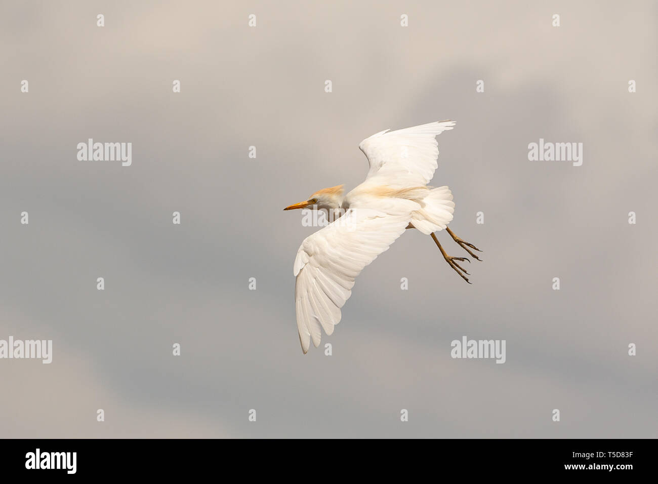 Egreta di bovini maschi con piumaggio di allevamento in volo Foto Stock