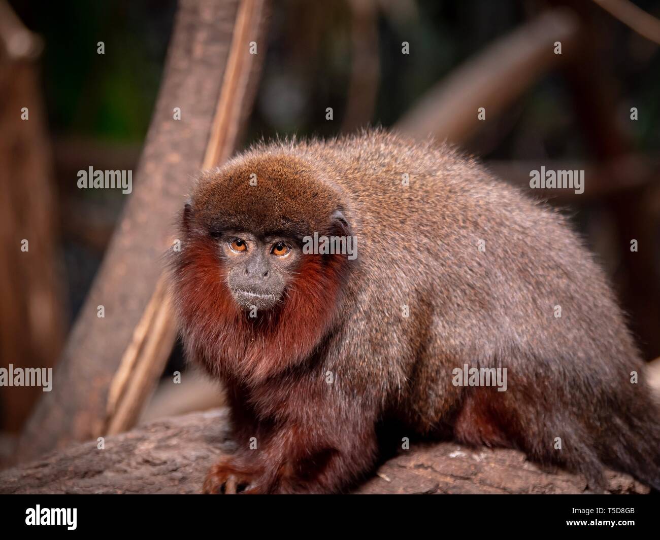 Un rosso scimmia Titi seduto su un log guardando il visore Foto Stock