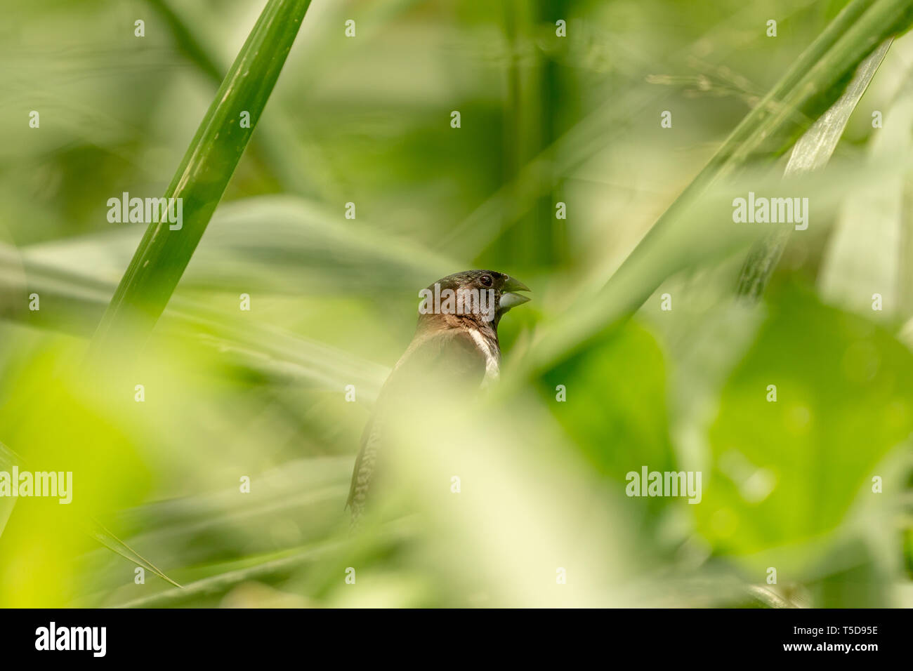 Finch bianco e nero che si nasconde nell'erba lunga Foto Stock