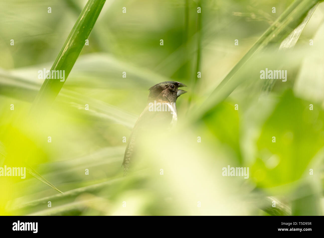 Finch bianco e nero che si nasconde nell'erba lunga Foto Stock