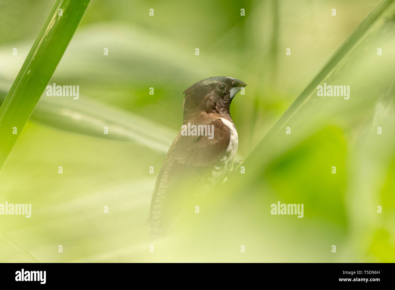Finch bianco e nero che si nasconde nell'erba lunga Foto Stock