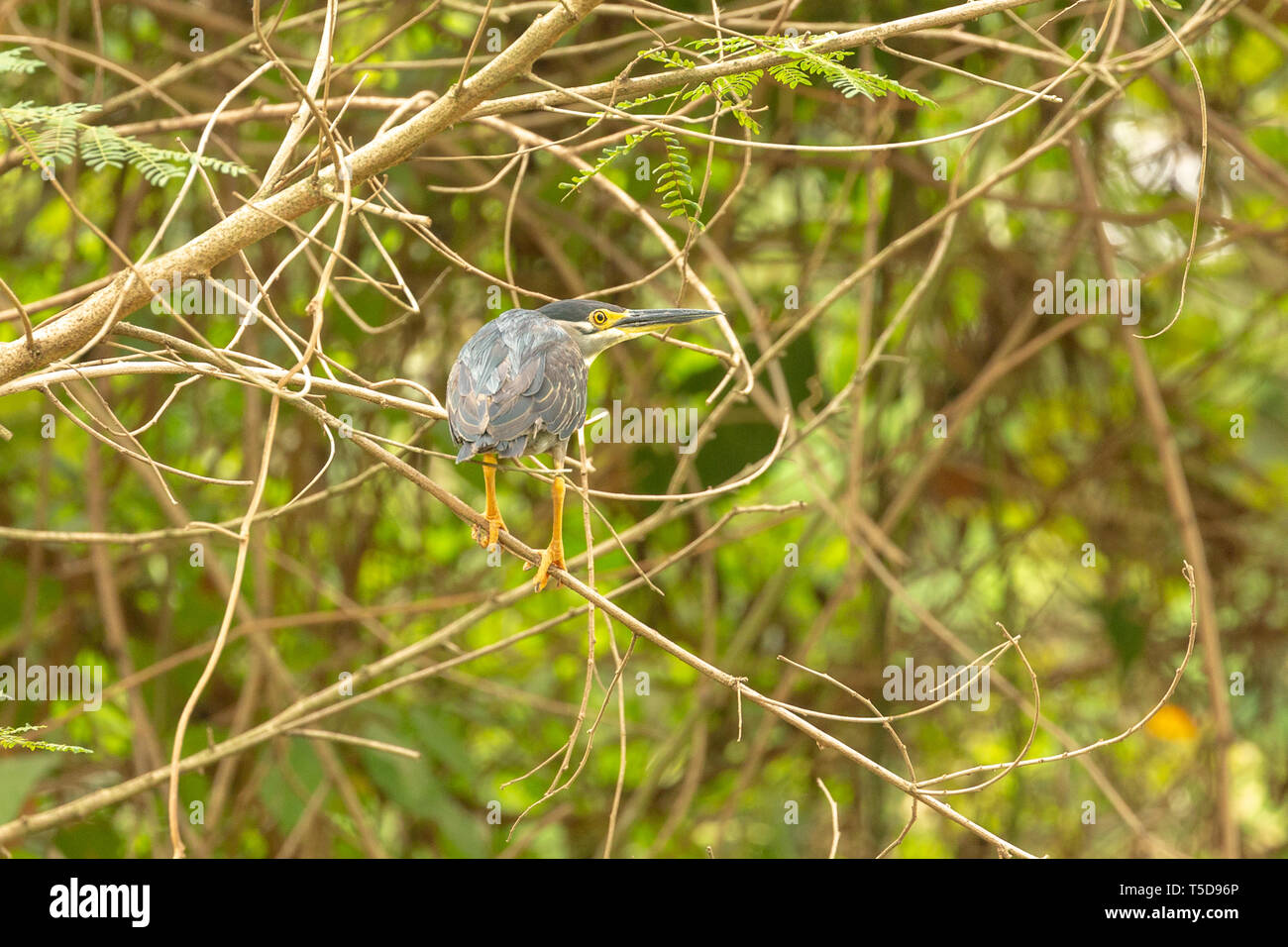 Heron appollaiato su un ramo di albero Foto Stock