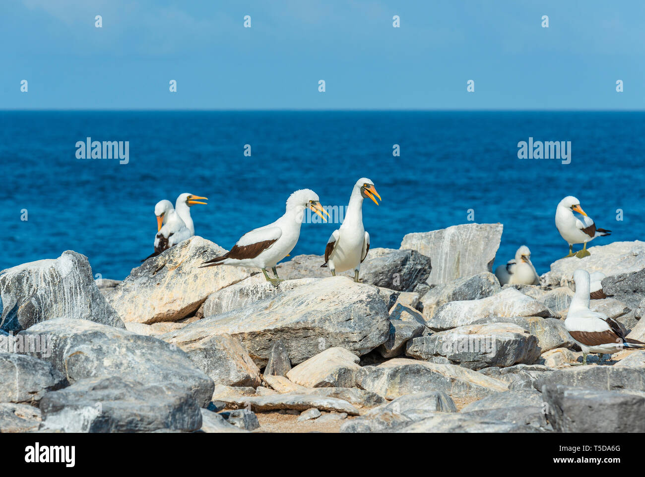 Un gruppo di pazienti adulti Nazca Boobies (Sula Granti) con un pulcino su una rupe di Isola Espanola, Galapagos national park, Ecuador. Foto Stock