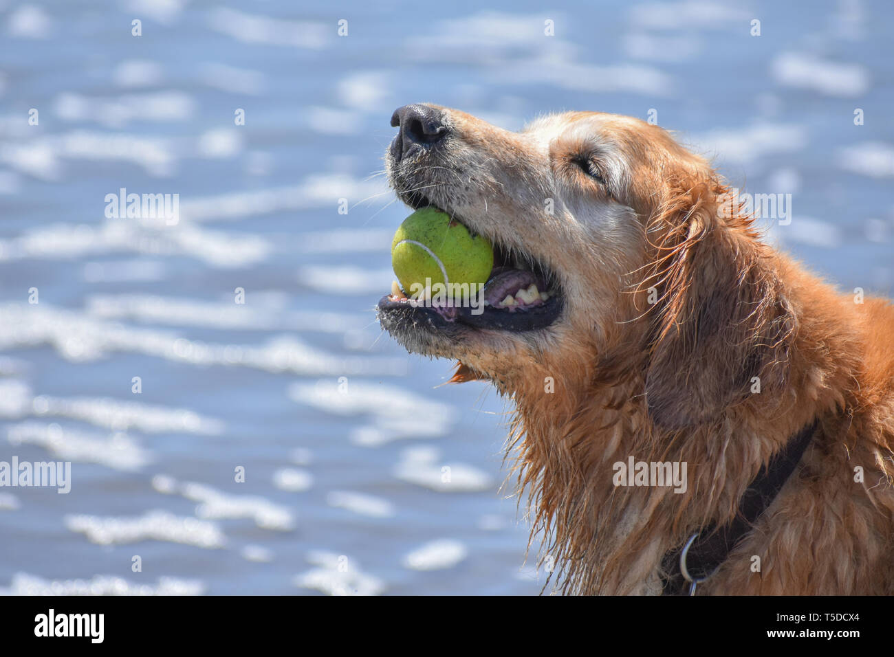 I vecchi Golden Retriever gioiosamente in possesso di una palla da tennis nella sua bocca in spiaggia con la marea oceanica in background. Foto Stock
