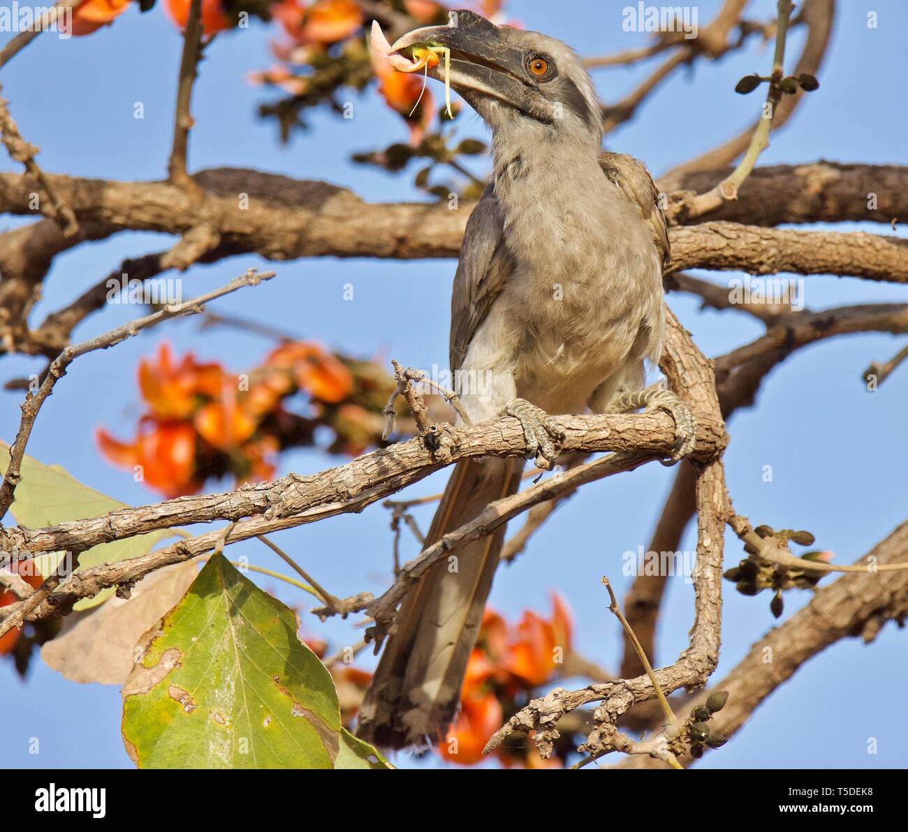 Grigio indiano Hornbill sul fuoco della giungla Foto Stock