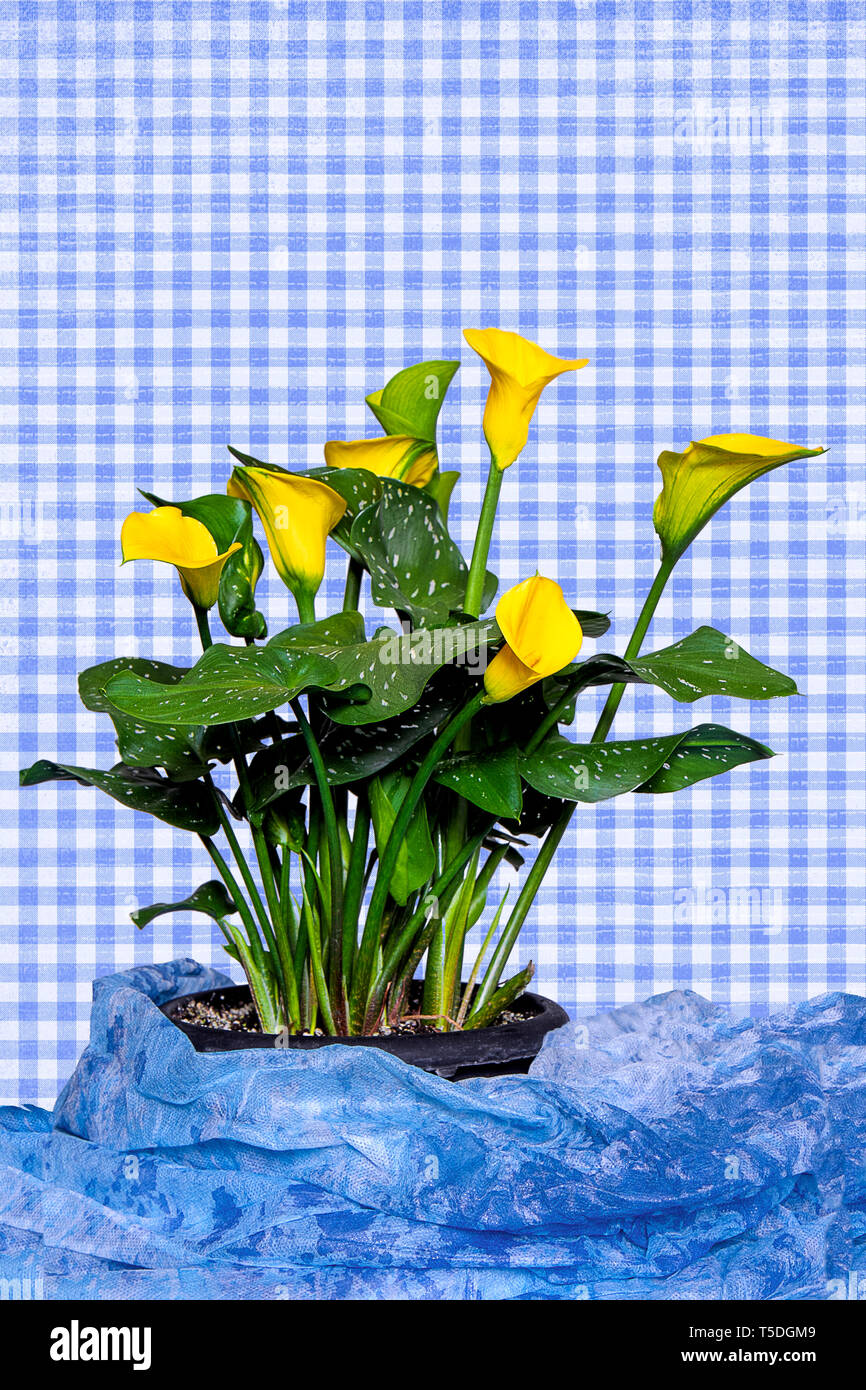 Di colore giallo brillante chiamata Lilly impianto. Una sola immagine isolata su sfondo bianco e l'altro è blu sfondo gingham con tessuto blu a base. Foto Stock