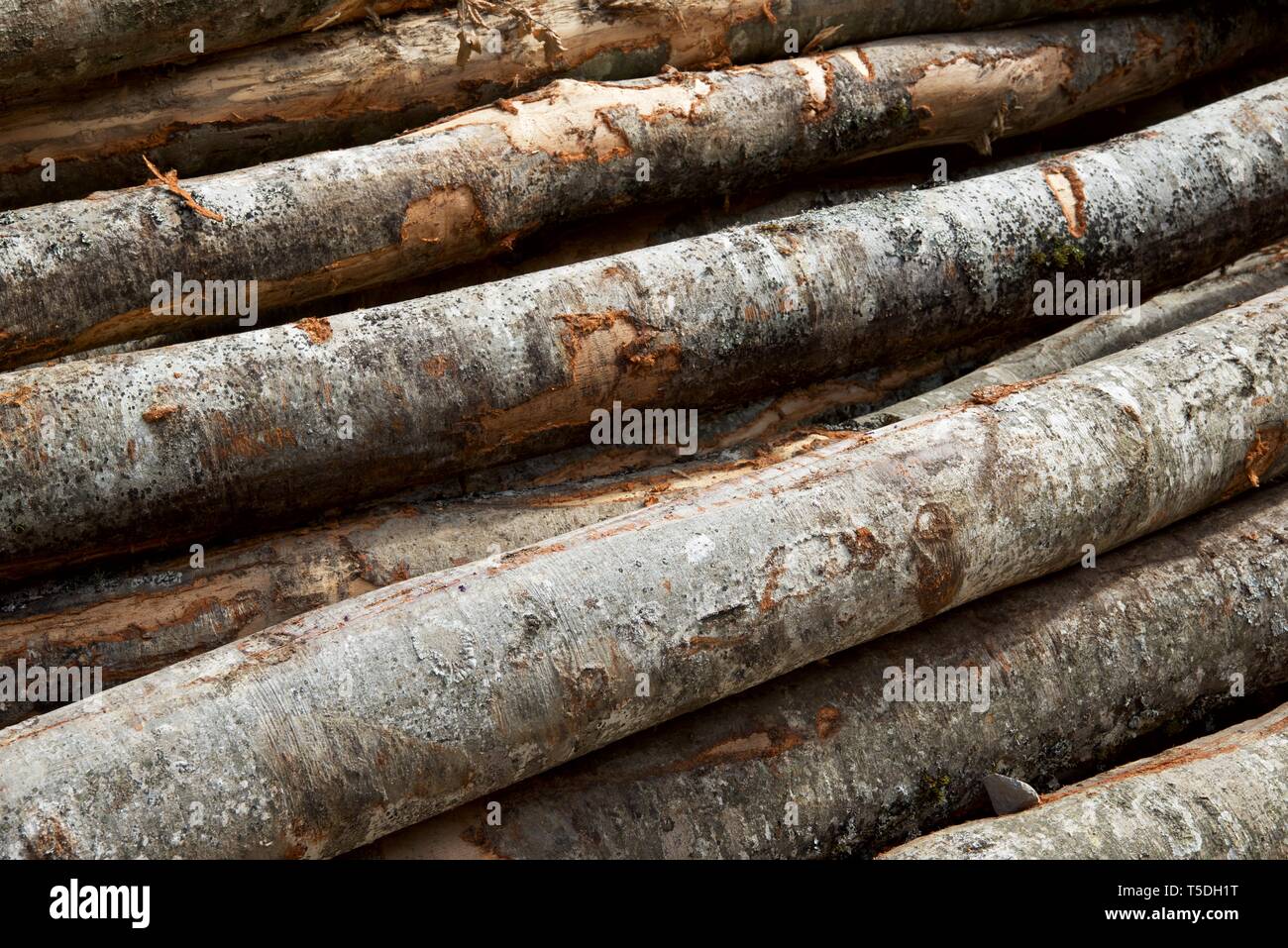 I lavori forestali nei Pirenei, Francia. Foto Stock