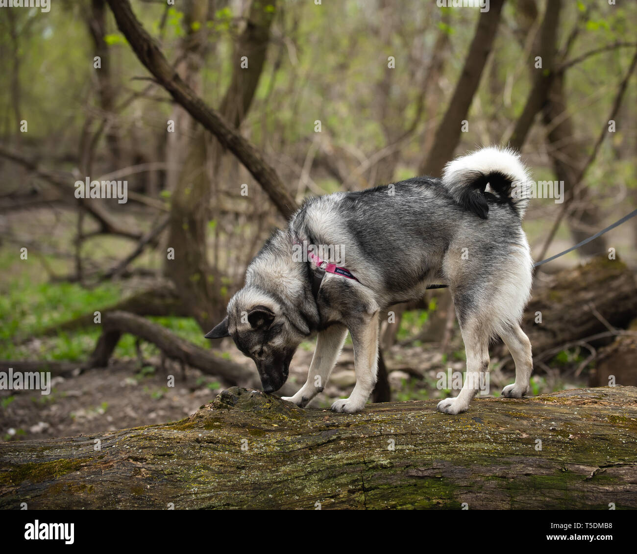 Un norvegese Elkhound su una escursione nei boschi di Thatcher, Illinois. Foto Stock
