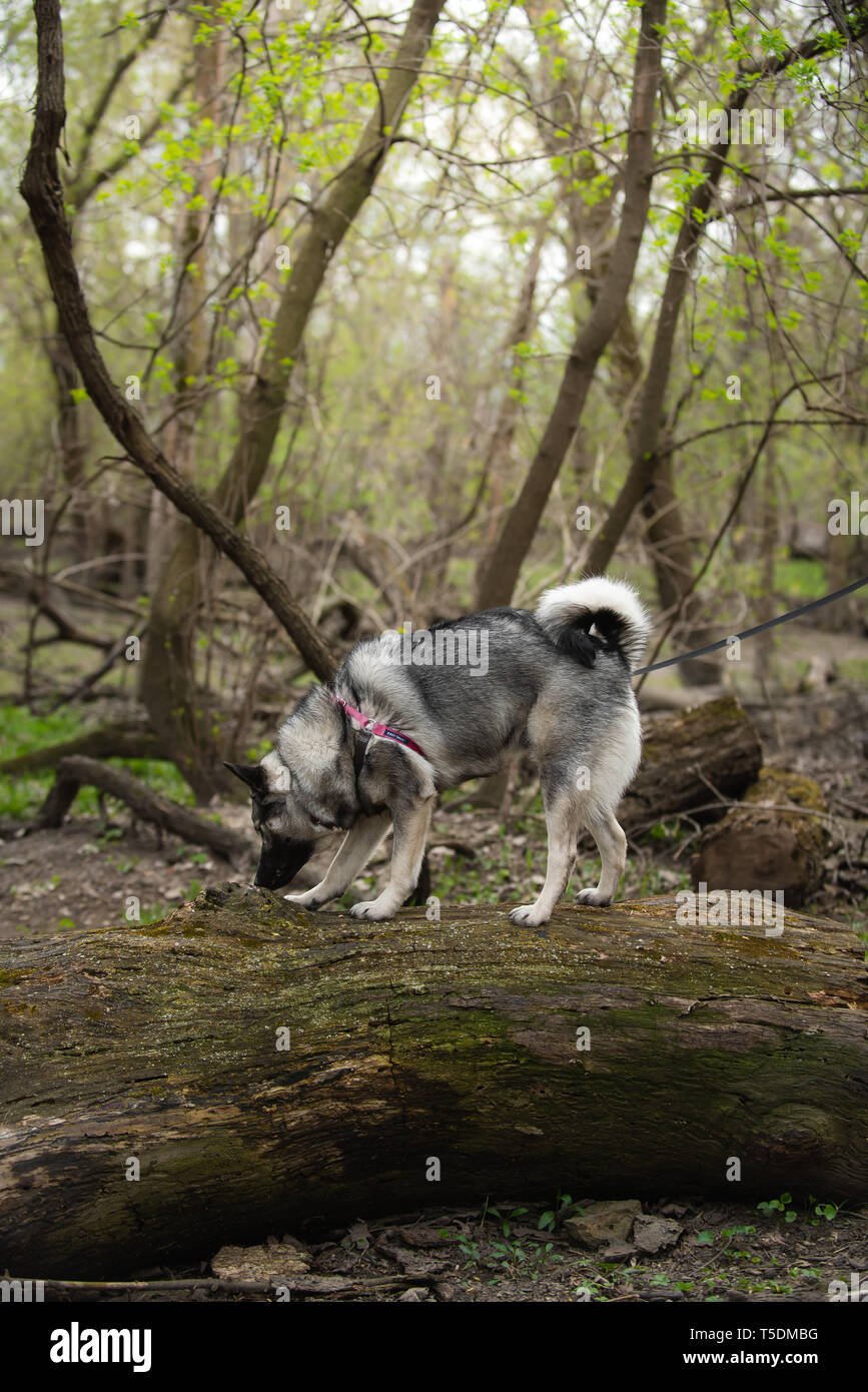 Un norvegese Elkhound su una escursione nei boschi di Thatcher, Illinois. Foto Stock