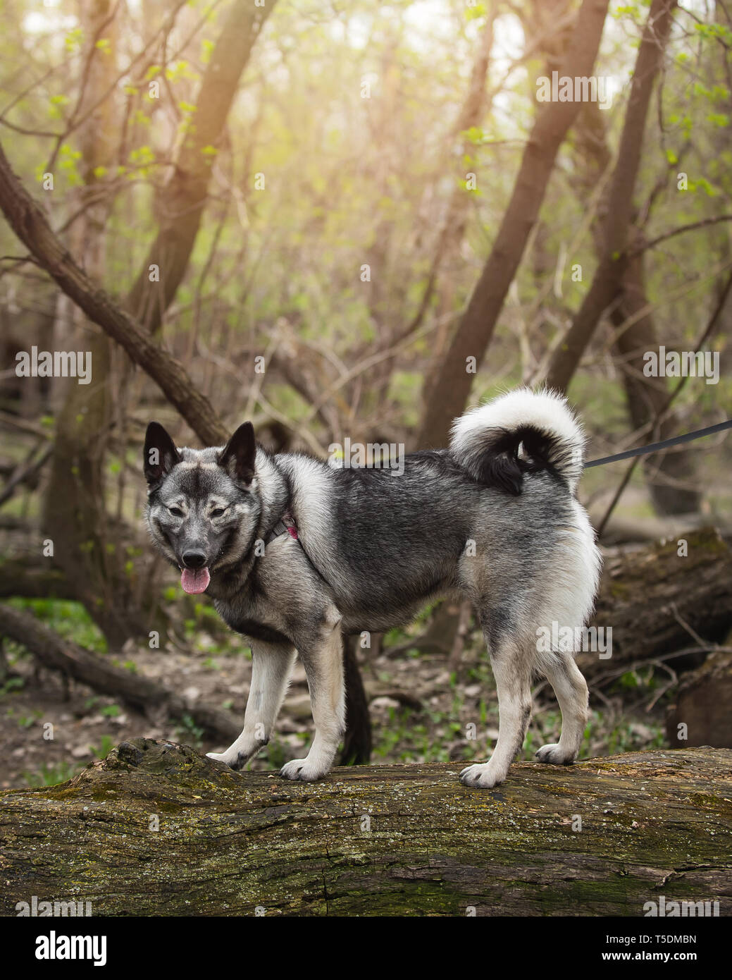 Un norvegese Elkhound su una escursione nei boschi di Thatcher, Illinois. Foto Stock