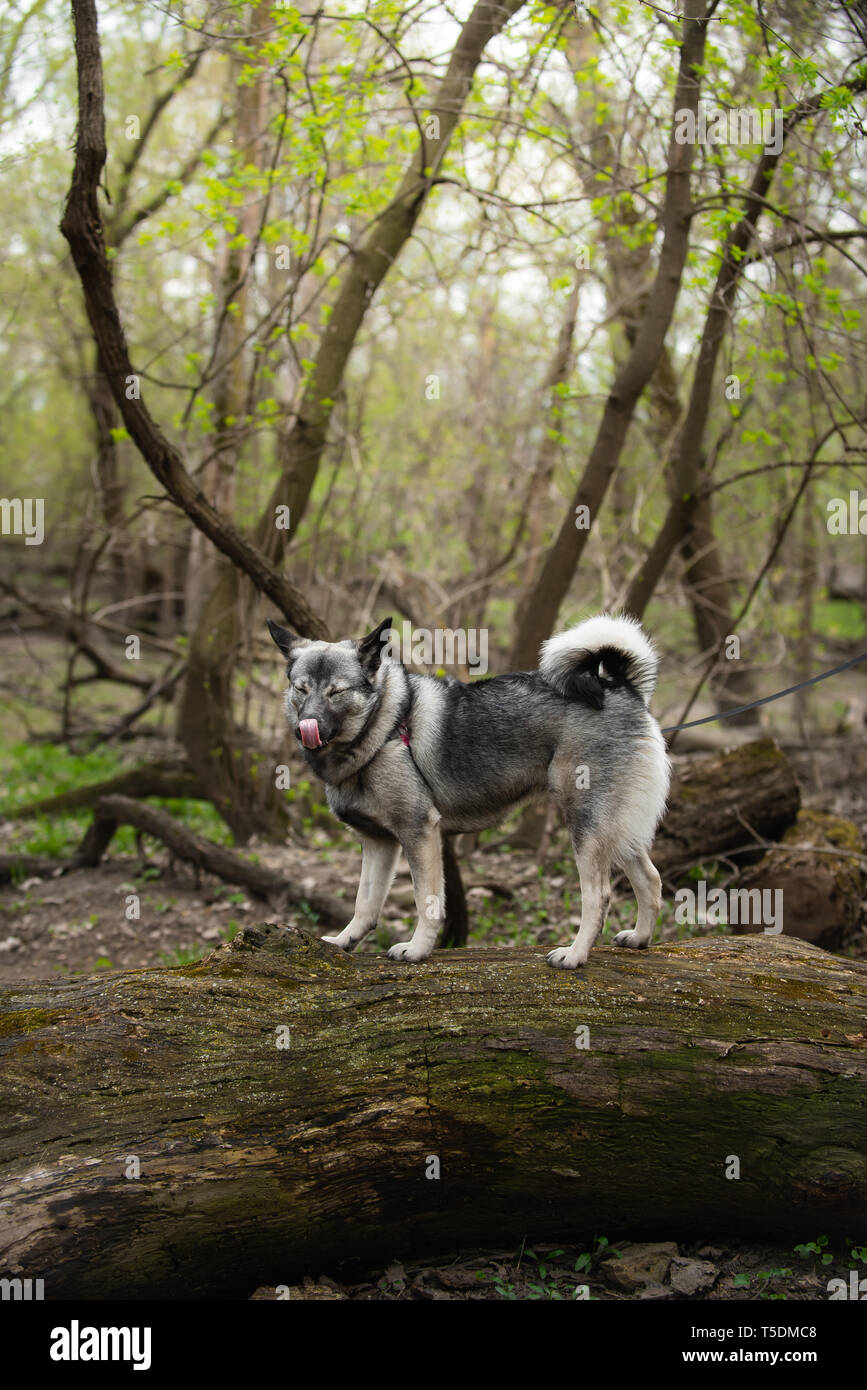 Un norvegese Elkhound su una escursione nei boschi di Thatcher, Illinois. Foto Stock