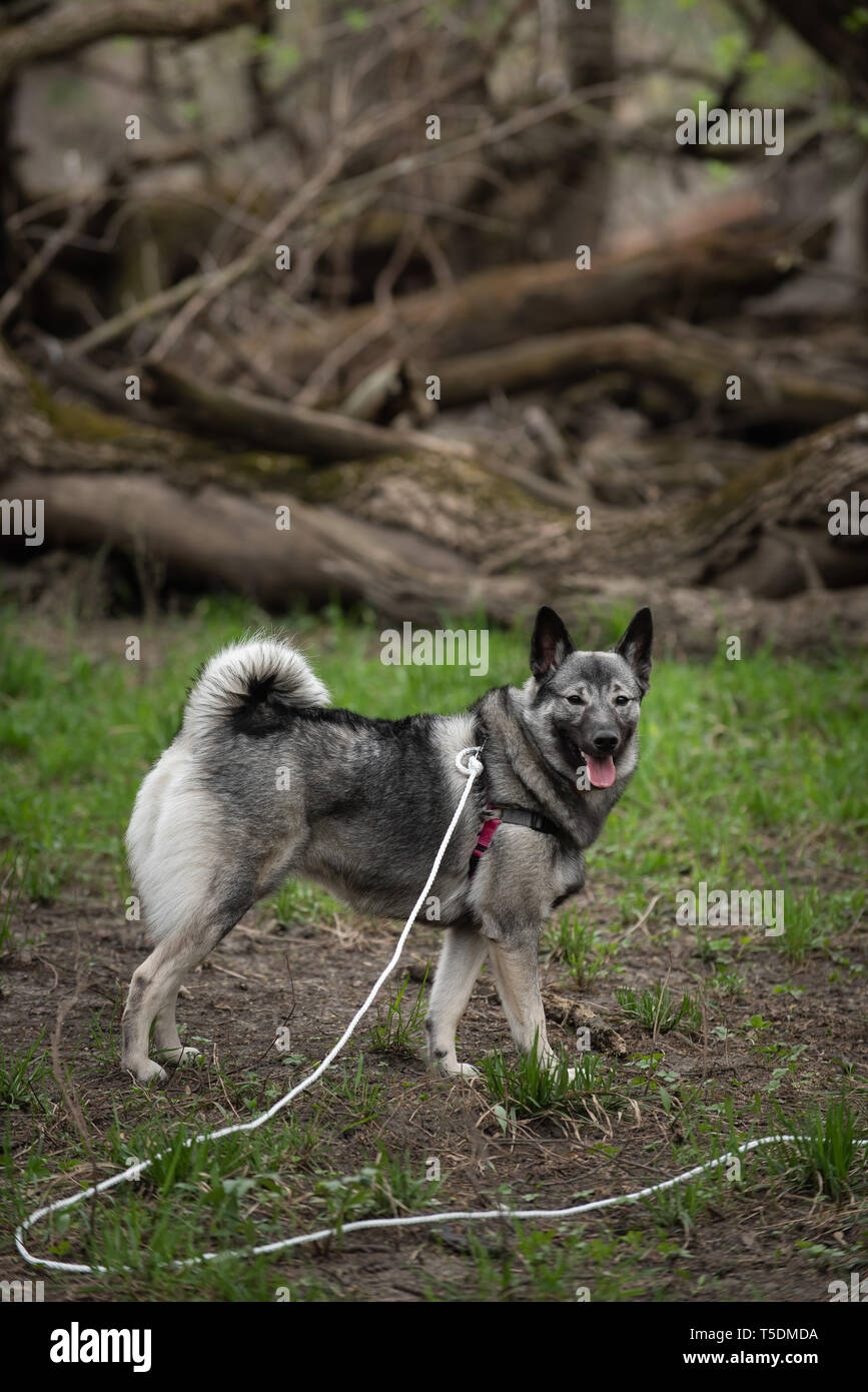 Un norvegese Elkhound su una escursione nei boschi di Thatcher, Illinois. Foto Stock