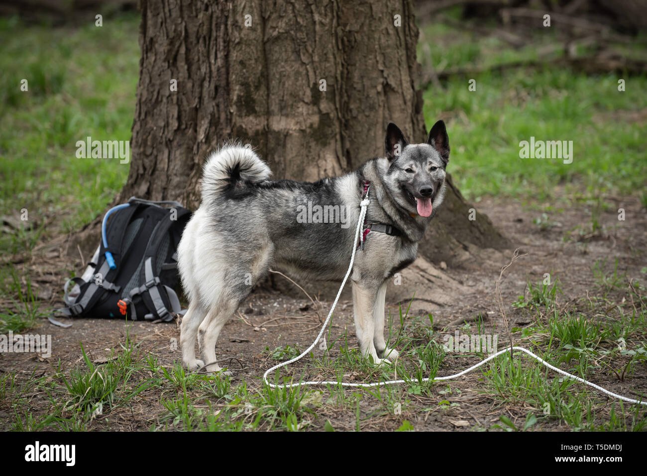 Un norvegese Elkhound su una escursione nei boschi di Thatcher, Illinois. Foto Stock