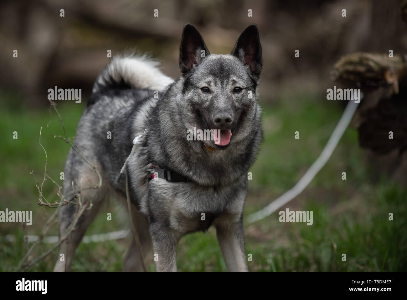 Un norvegese Elkhound su una escursione nei boschi di Thatcher, Illinois. Foto Stock