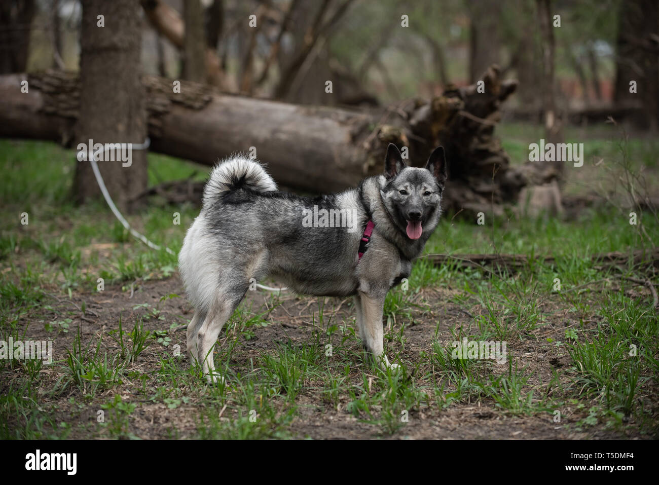 Un norvegese Elkhound su una escursione nei boschi di Thatcher, Illinois. Foto Stock