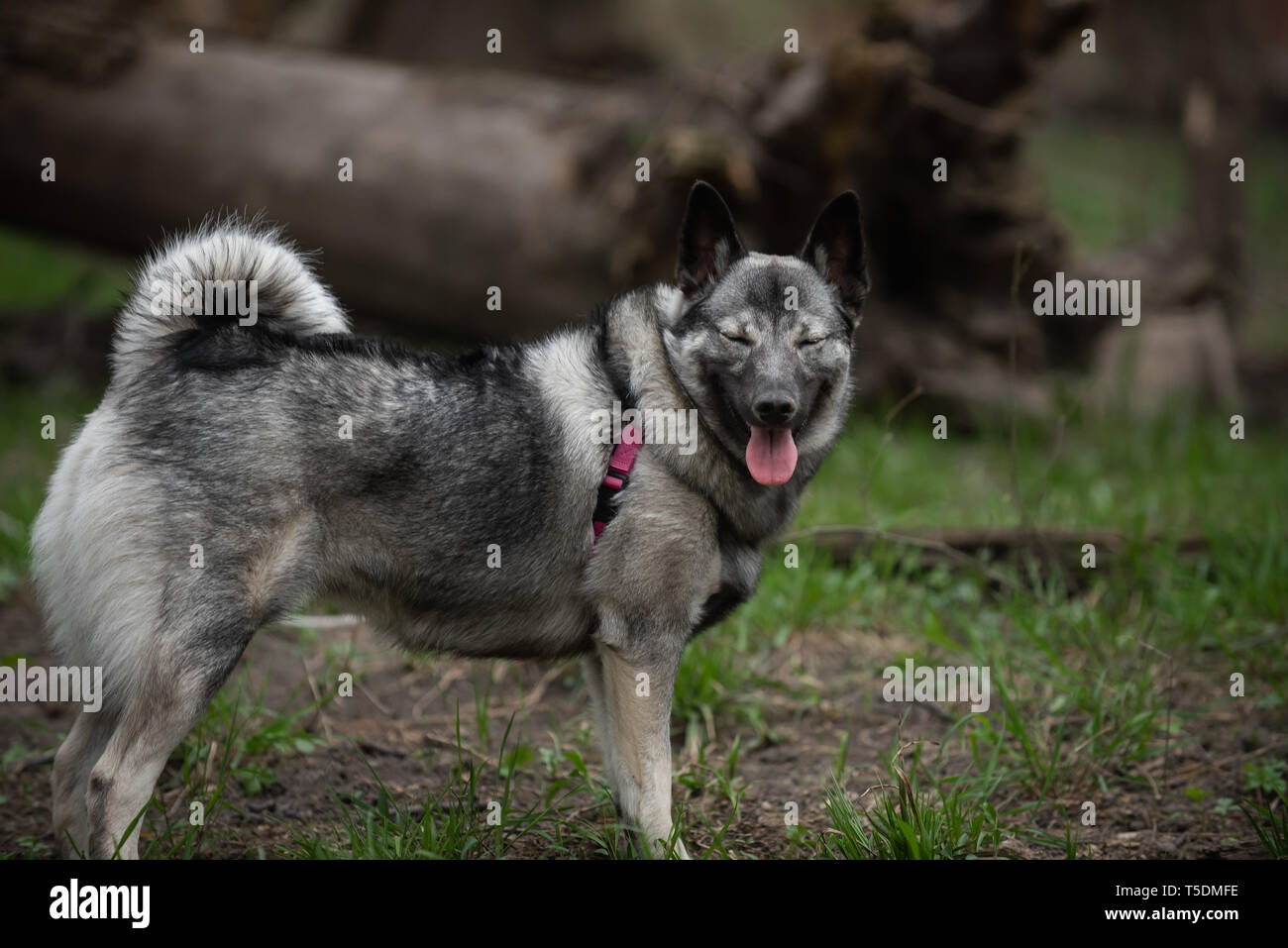 Un norvegese Elkhound su una escursione nei boschi di Thatcher, Illinois. Foto Stock