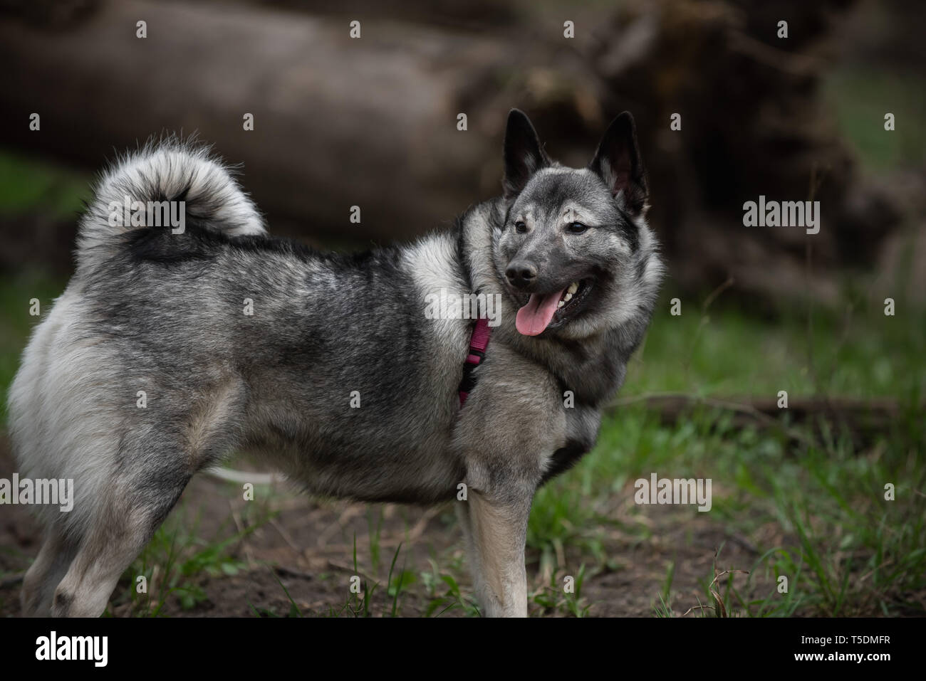 Un norvegese Elkhound su una escursione nei boschi di Thatcher, Illinois. Foto Stock