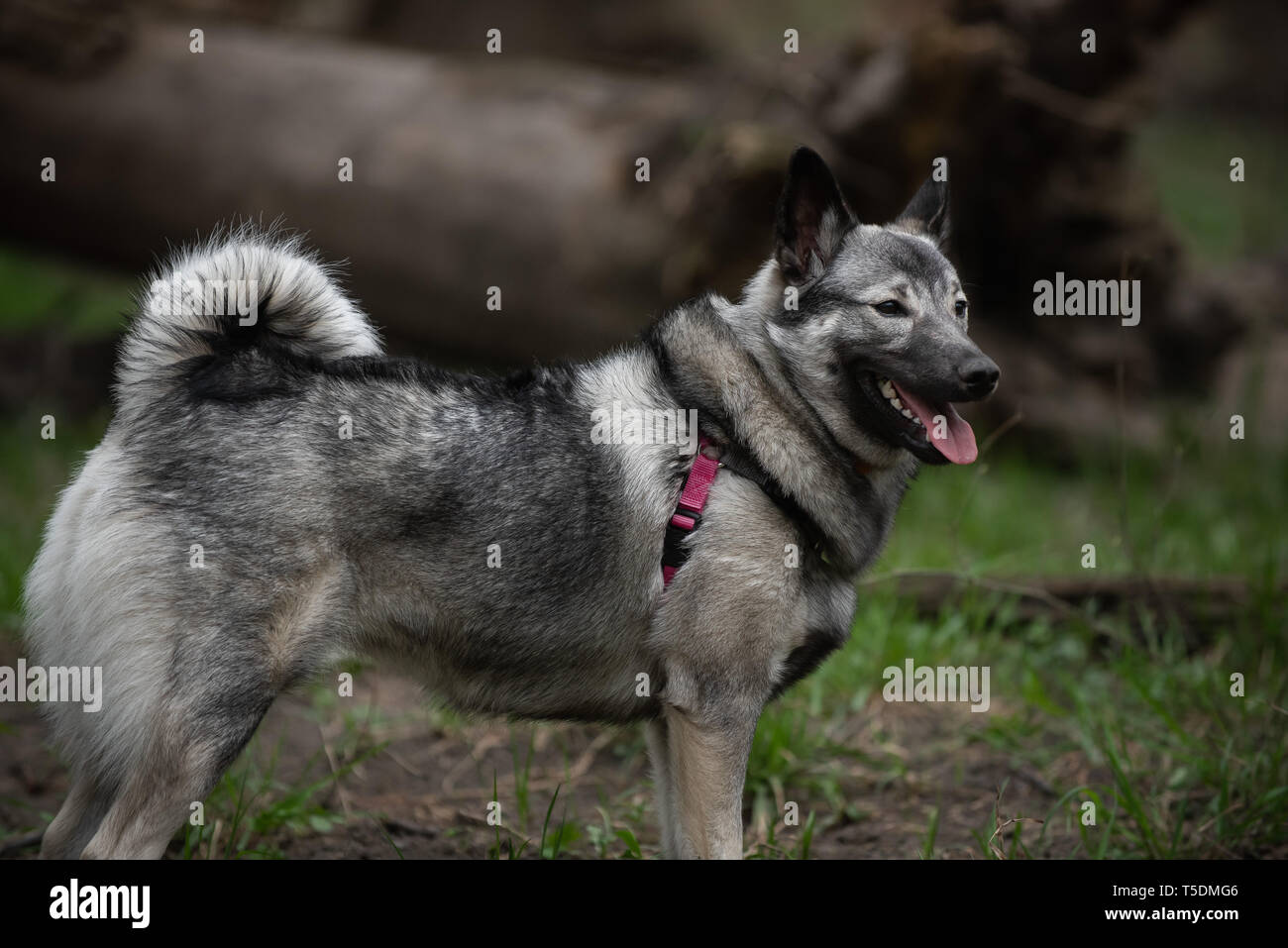 Un norvegese Elkhound su una escursione nei boschi di Thatcher, Illinois. Foto Stock