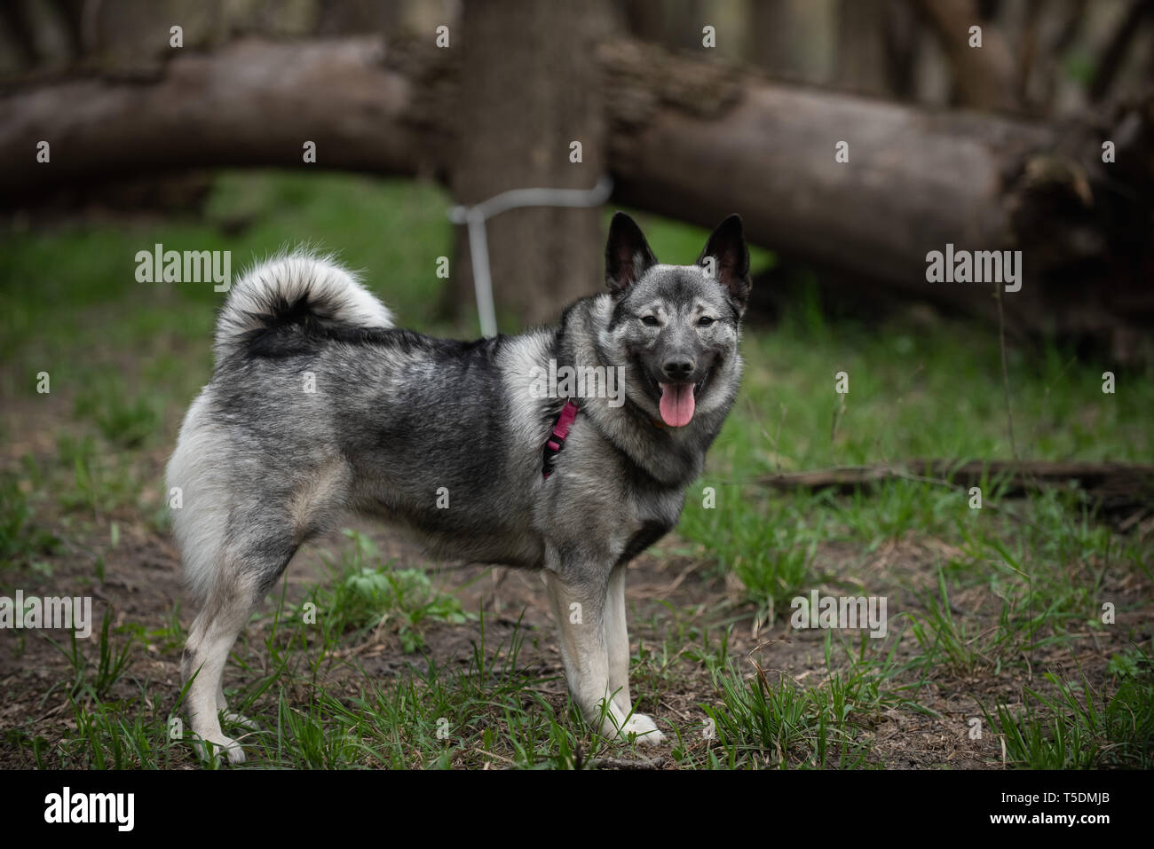 Un norvegese Elkhound su una escursione nei boschi di Thatcher, Illinois. Foto Stock