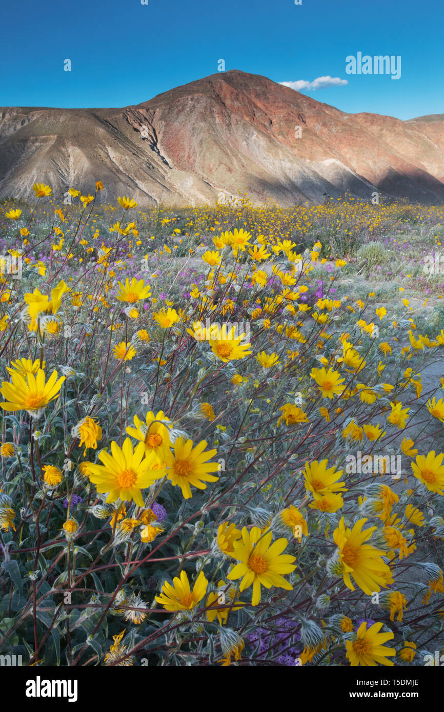Super-bloom, abbondanti deserto girasoli (Geraea canescens) in bloom dopo piogge invernali, Stato Anza-Borrego Park, California Foto Stock