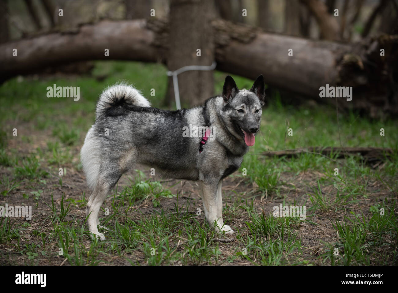 Un norvegese Elkhound su una escursione nei boschi di Thatcher, Illinois. Foto Stock