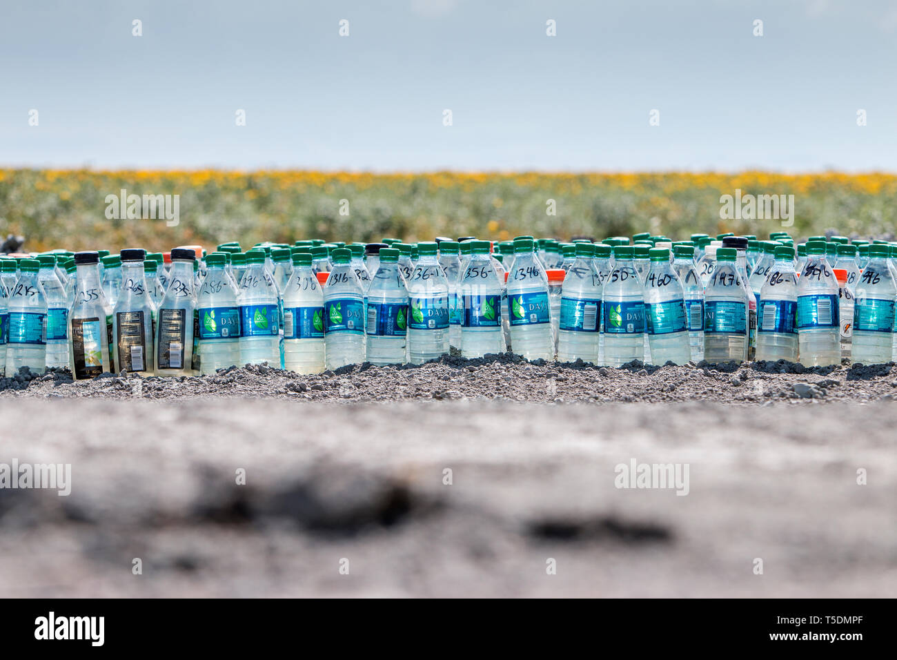 Bottiglie di acqua di campioni in un campo di fattoria in Pixley. Pur richiedendo molta acqua e livellati i campi agricoli e di moderni sistemi di irrigazione limitare gli sprechi. In generale, la coltivazione di ortaggi richiede solo una frazione di acqua che è necessaria per l'allevamento. Foto Stock Bottiglie di acqua di campioni in un campo di fattoria in Pixley. Pur richiedendo molta acqua e livellati i campi agricoli e di moderni sistemi di irrigazione limitare gli sprechi. In generale, la coltivazione di ortaggi richiede solo una frazione di acqua che è necessaria per l'allevamento. Foto Stock