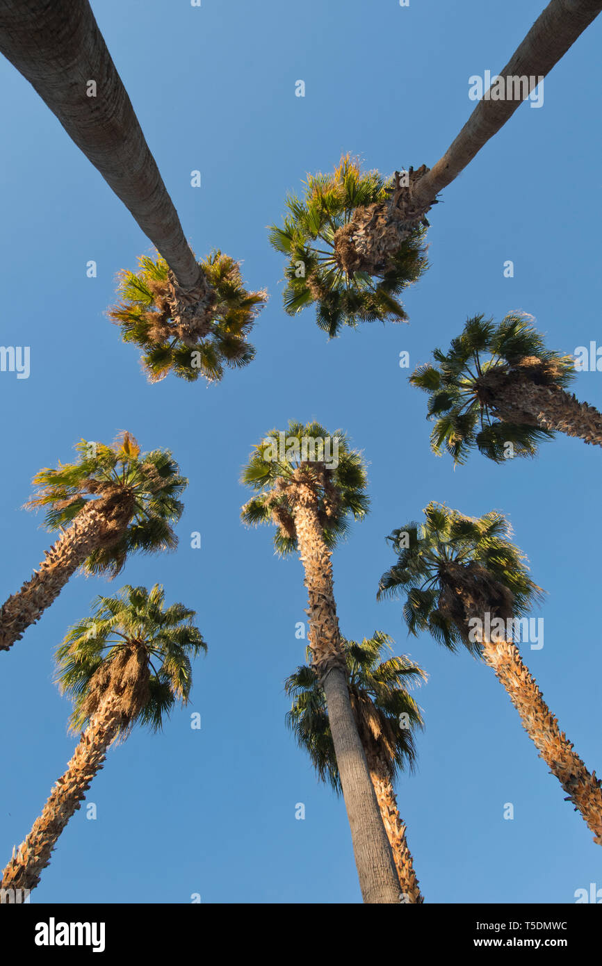 Ventola Desert Palms (Washingtonia filifera) Borrego Springs, California Foto Stock