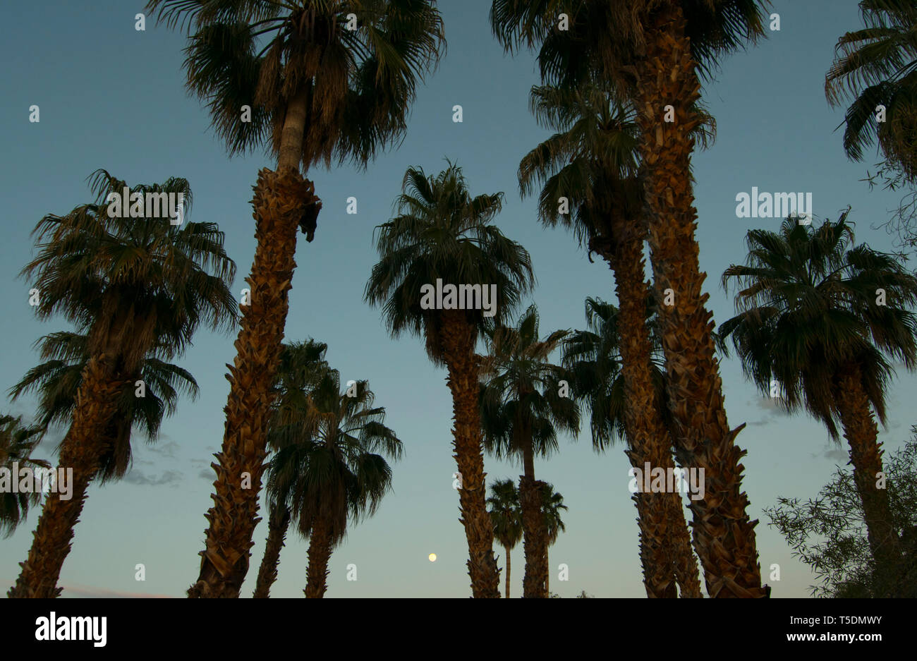 Luna piena e ventola Desert Palms (Washingtonia filifera) Borrego Springs, California Foto Stock