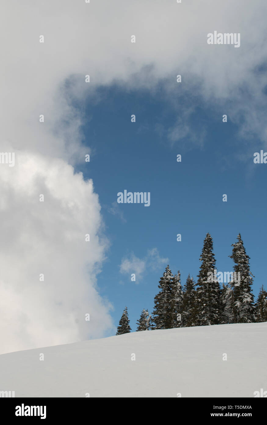 Inverno alberi e nuvole, Hurricane Ridge, il Parco Nazionale di Olympic, Washington Foto Stock