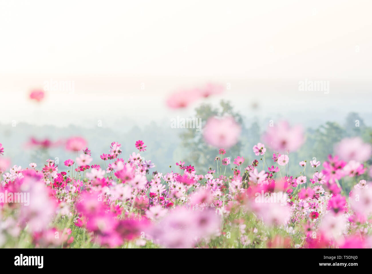 Cosmos fiori in natura, dolce, sfondo sfocato sfondo floreale, rosa chiaro e rosa intenso cosmo Foto Stock