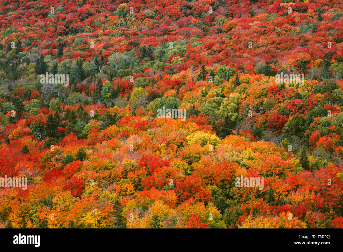 Stati Uniti d'America, Minnesota, Superior National Forest, Autunno aggiunge colore a nord del bosco di latifoglie, dominato da aceri e faggi e betulle. Foto Stock