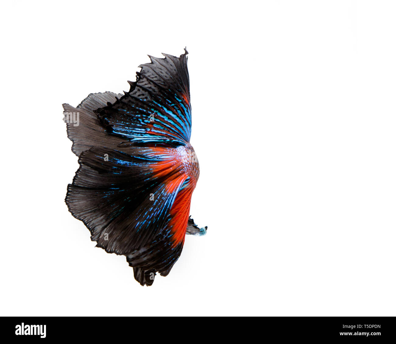 Multi-colore pesce betta, siamese lotta contro la pesca su sfondo bianco Foto Stock