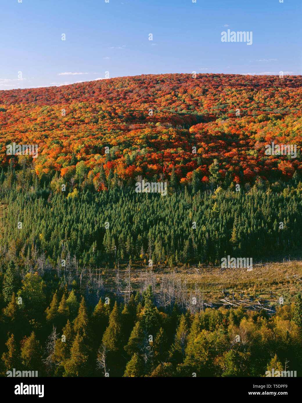 Stati Uniti d'America, Minnesota, Superior Foresta Nazionale, Nord del bosco di latifoglie, visualizza i colori dell'autunno al di sopra di conifere e pascoli. Foto Stock