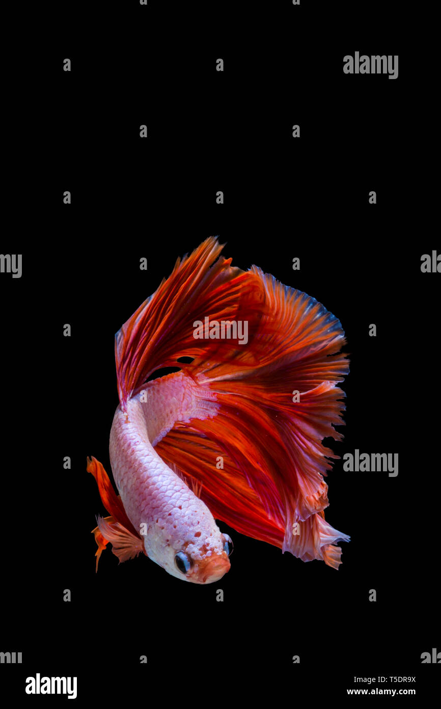 Rosa e Rosso betta pesce, siamesi lotta contro la pesca su sfondo nero Foto Stock