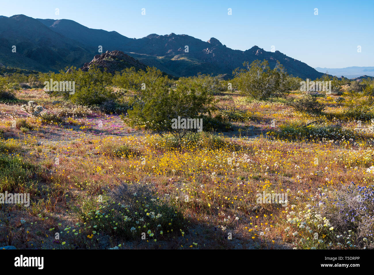 Fiori selvatici del deserto e delle montagne nel Deserto Mojave a Joshua Tree National Park Foto Stock