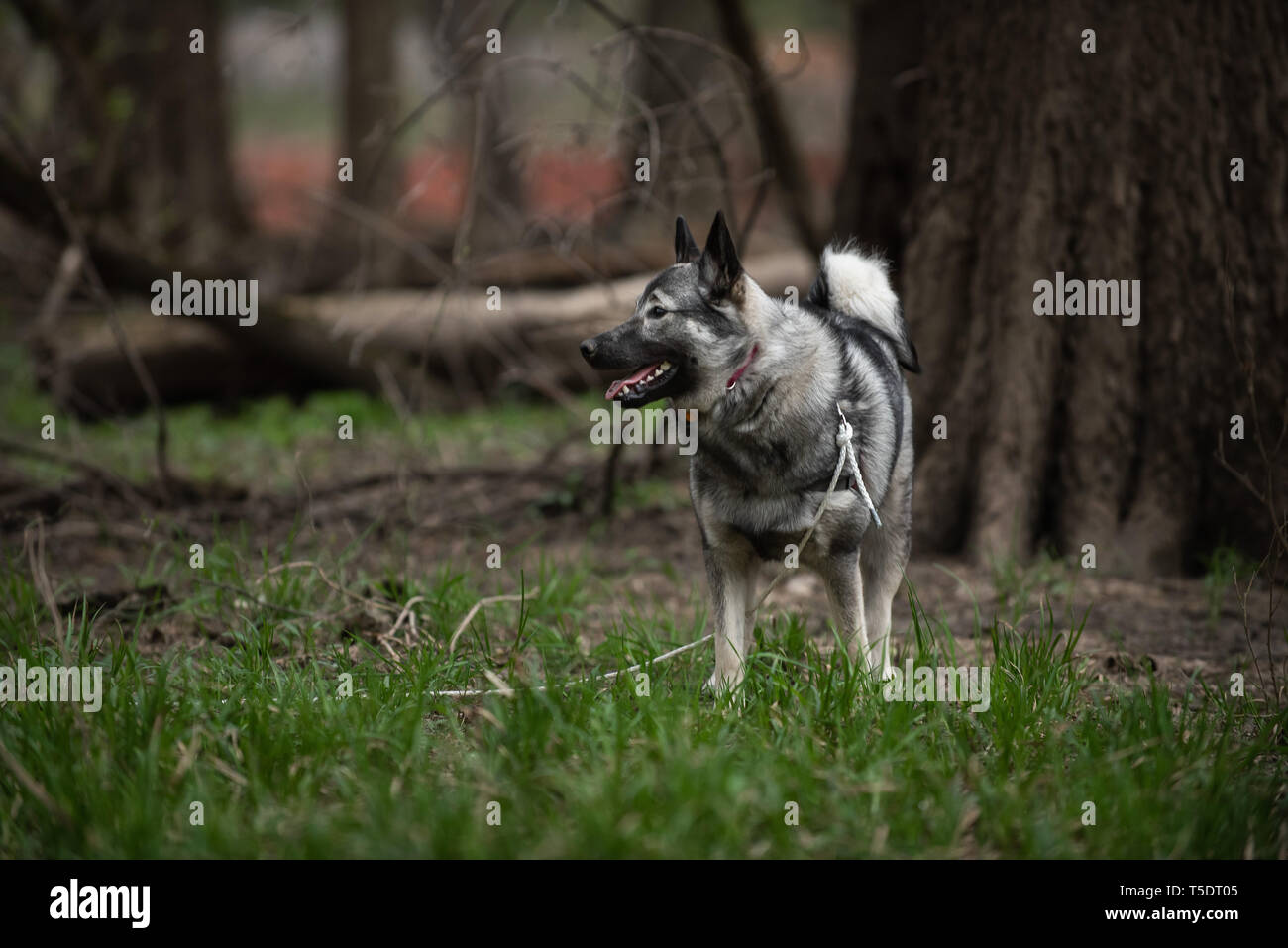 Un norvegese Elkhound su una escursione nei boschi di Thatcher, Illinois. Foto Stock