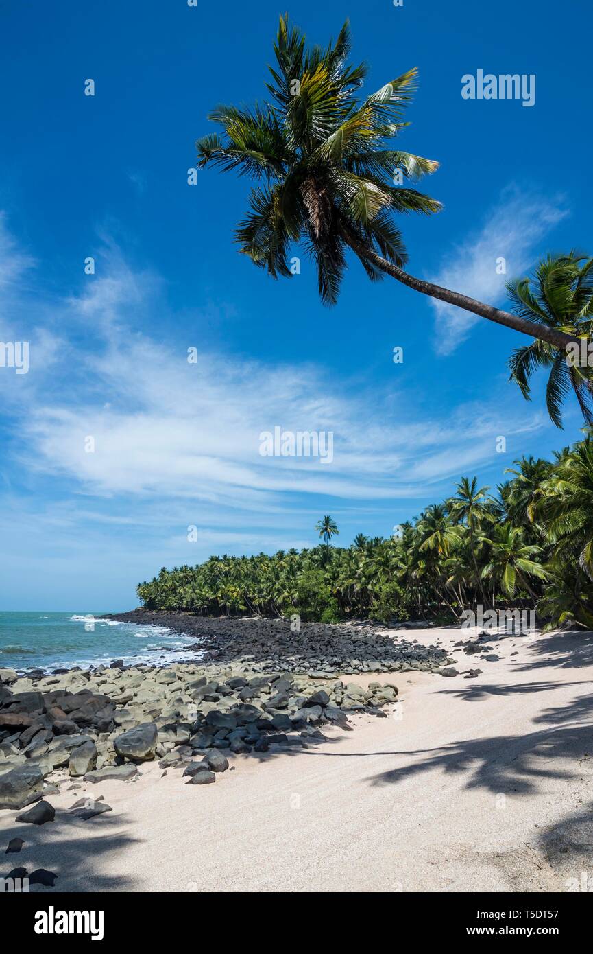 Palm Tree sulla spiaggia sabbiosa di San Giuseppe isola, Iles du Salut, Guiana francese Foto Stock