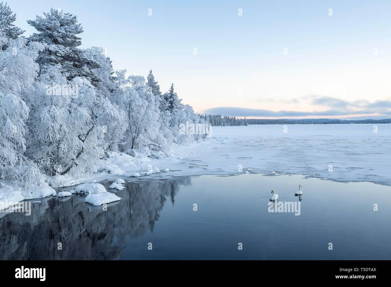 Whooper cigni (Cygnus cygnus) in acqua, in gran parte lago ghiacciato, paesaggio invernale, Muonio, Lapponia, Finlandia Foto Stock
