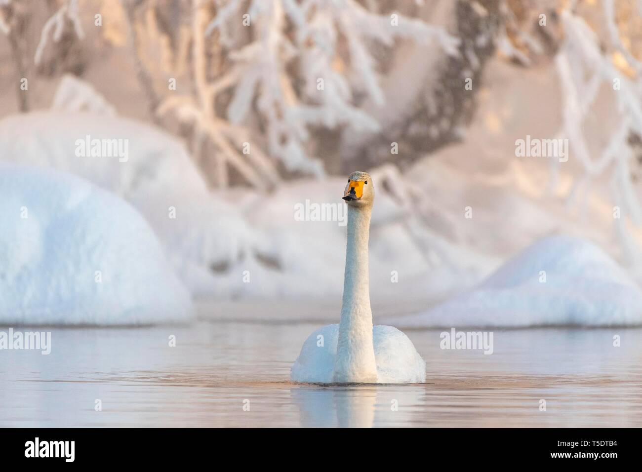 Whooper swan (Cygnus cygnus) nuotate nel lago, Snowy a riva, Muonio, Lapponia, Finlandia Foto Stock