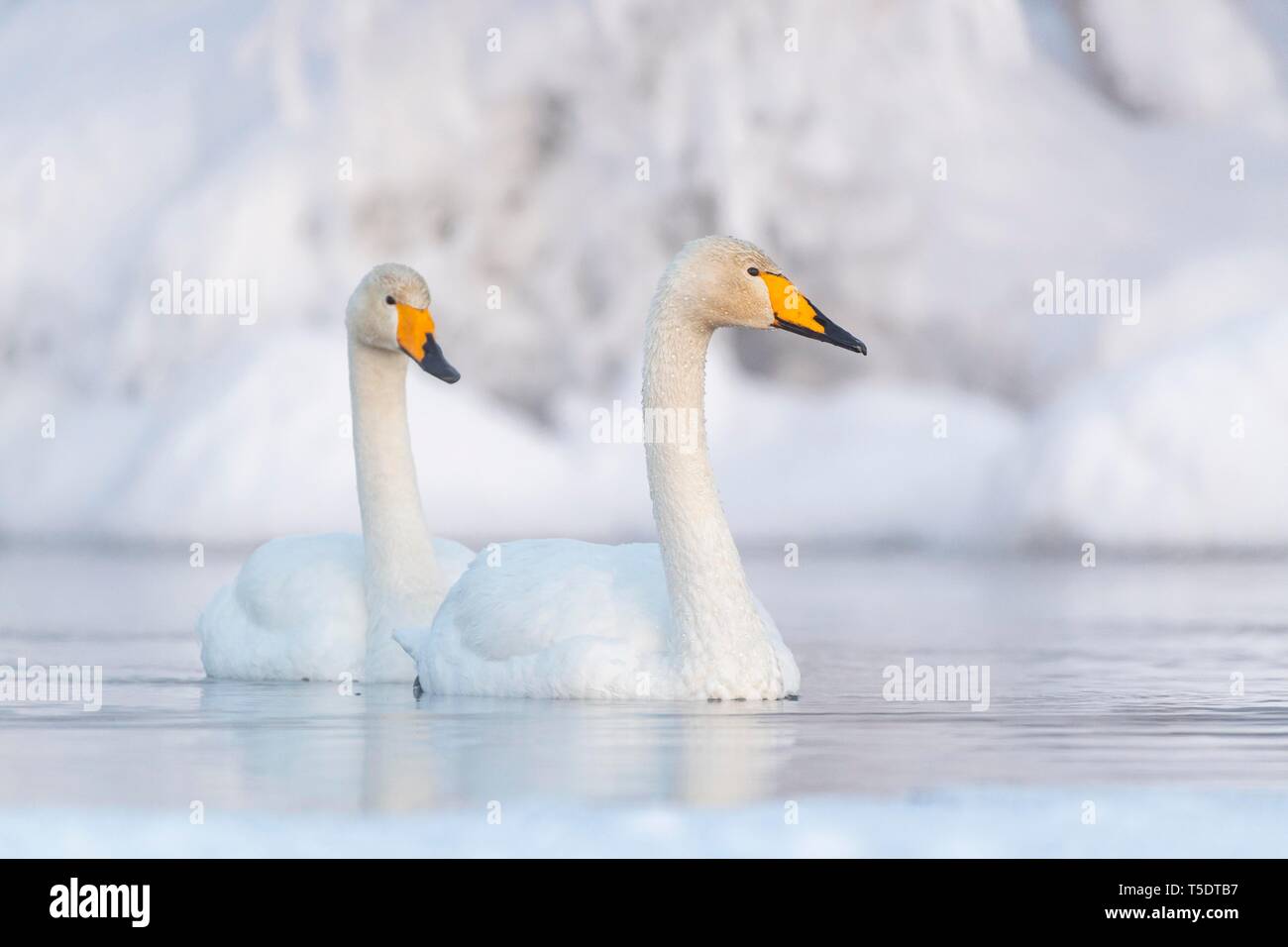 Due cigni Whooper (Cygnus cygnus) nuotare nel lago, Snowy a riva, Muonio, Lapponia, Finlandia Foto Stock