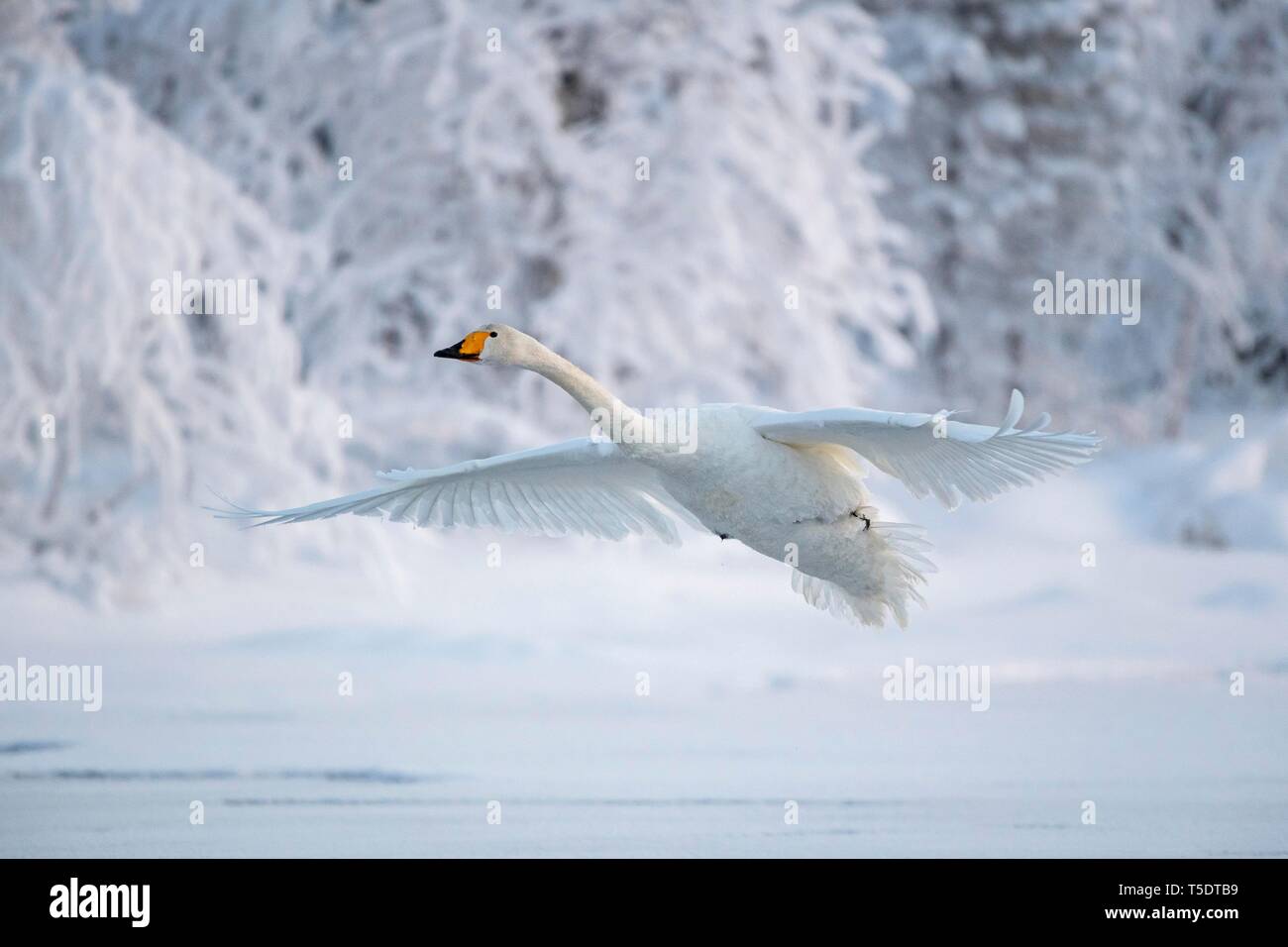 Whooper swan (Cygnus cygnus) in volo, paesaggio innevato, Muonio, Lapponia, Finlandia Foto Stock