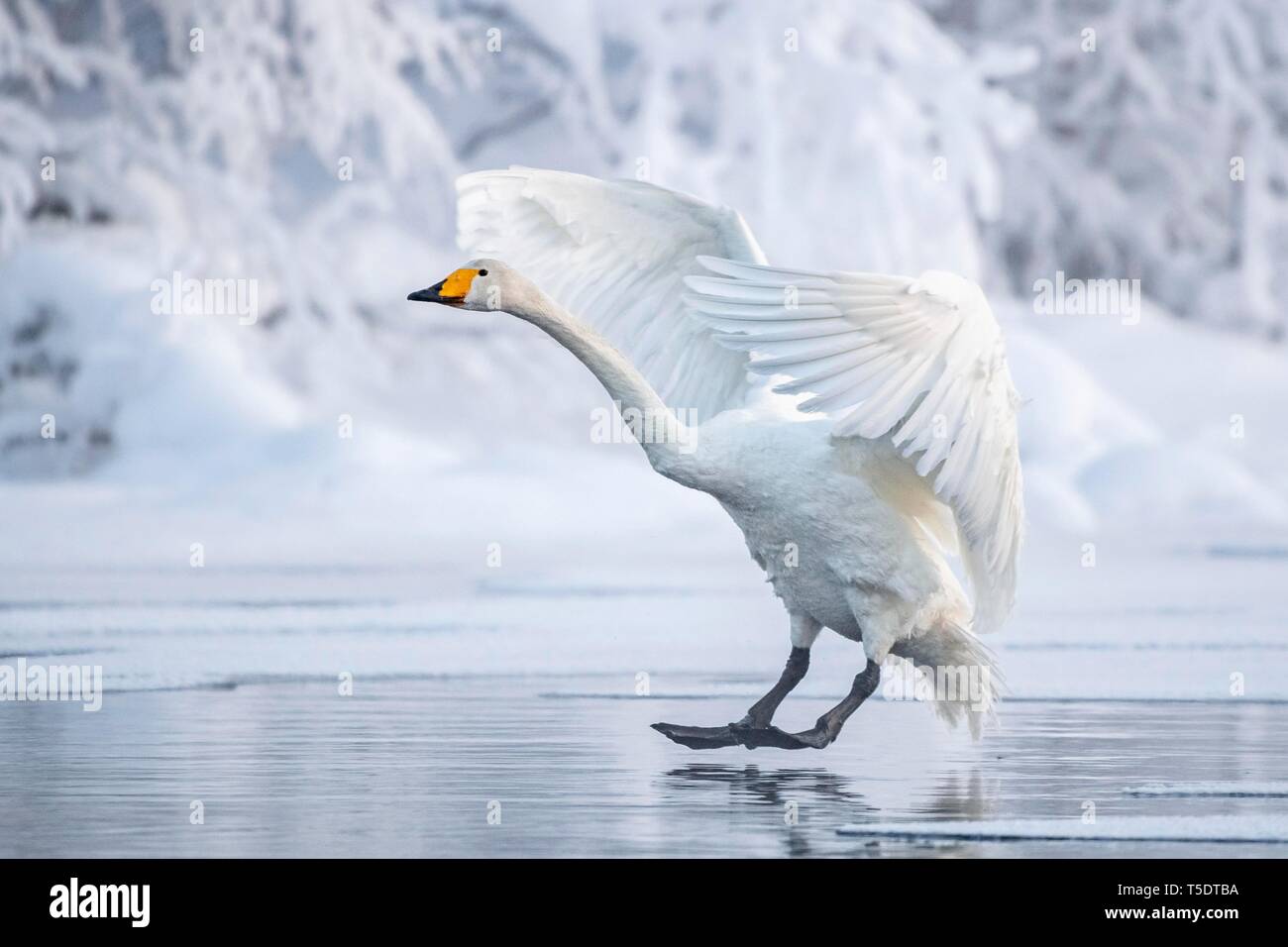 Whooper swan (Cygnus cygnus) terre al mare, Snowy a riva, Muonio, Lapponia, Finlandia Foto Stock