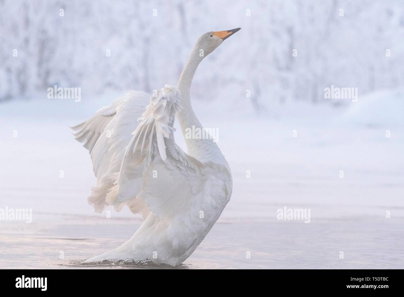 Whooper swan (Cygnus cygnus) con ali spiegate in acqua, Snowy a riva, Muonio, Lapponia, Finlandia Foto Stock