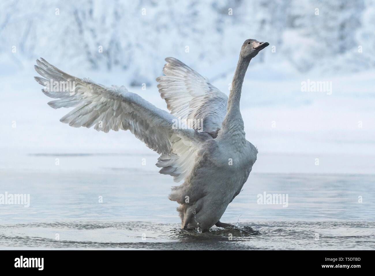 Whooper swan (Cygnus Cygnus), giovani con le ali spiegate, banca nevoso, Muonio, Lapponia, Finlandia Foto Stock