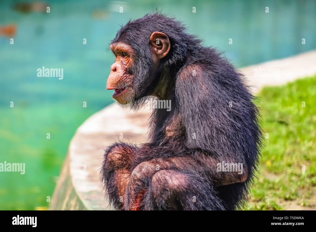 Baby scimpanzé in vista laterale seduto accanto a un lungomare presso un Indiano santuario della fauna selvatica Foto Stock
