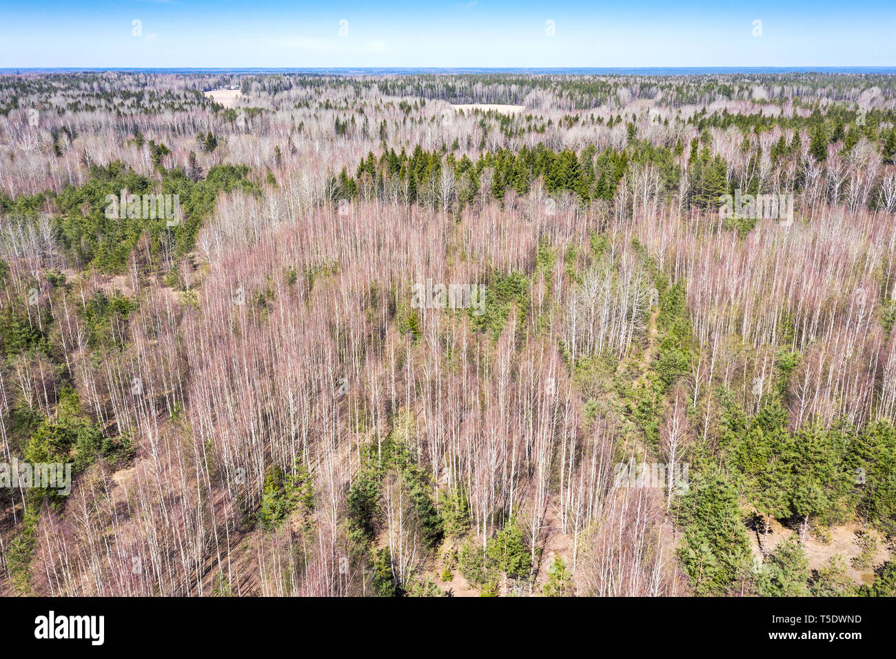 Antenna vista superiore di alberi nella foresta di primavera. drone fotografia Foto Stock