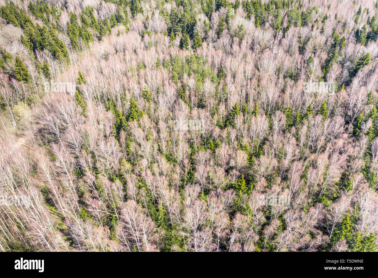 La texture della foresta vista dall'alto. drone fotografia del modello di foresta. Vista aerea Foto Stock