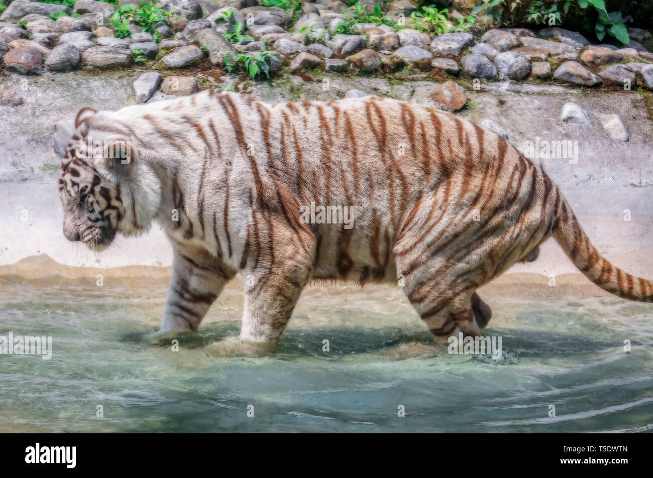Tigre bianca del Bengala wades attraverso acqua a un Indiano santuario della fauna selvatica Foto Stock