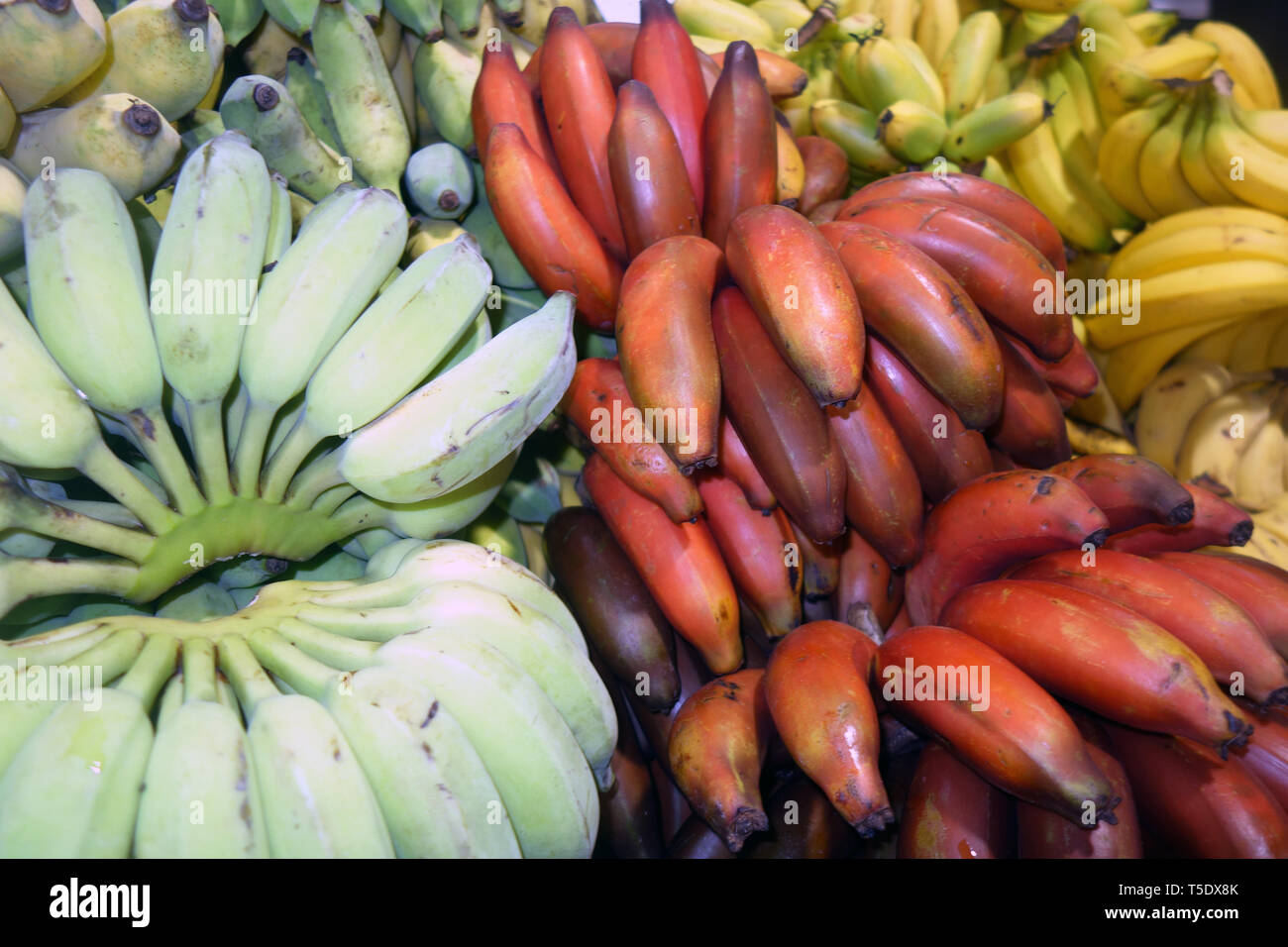 Diversi tipi di banana per la vendita a Rusty's mercati, Cairns, Queensland, Australia Foto Stock