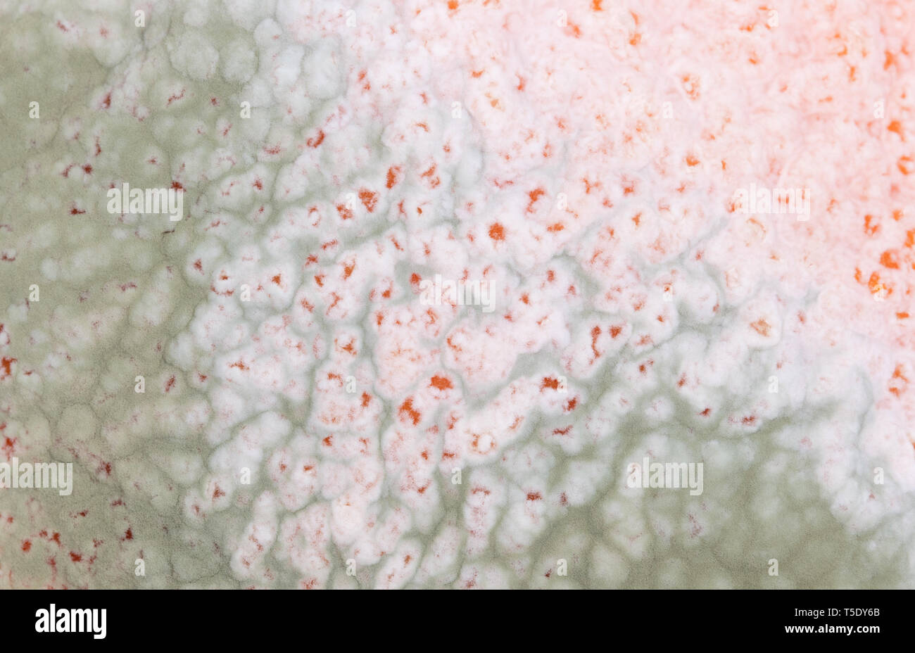 Marcio isolato di colore arancione su sfondo bianco Foto Stock